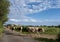 spotted red cows in french jura region walk country road towards meadow