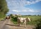 spotted red cows in french jura region walk country road towards meadow