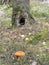 Spotted red mushroom under a tree with a hollow