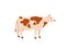 Spotted red and white cow stand vector illustration. Isolated on white background. Dairy industry in simple cartoon flat