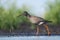 Spotted Redshank