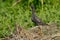 Spotted redshank on the ground