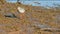 Spotted redshank, redshank, tringa erythropus