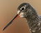 Spotted redshank (Tringa erythropus) closeup of the head in sunset.