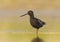 Spotted redshank (Tringa erythropus) looking for food in the wetlands