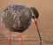 Spotted redshank Tringa erythropus looking for food in the wetlands in sunset.