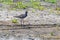 Spotted Redshank Wader Bird Tringa erythropus