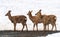 Spotted reindeer in their natural habitat walks through the snow in winter in Russia