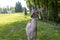 Spotted row deer fawn baby in early morning light