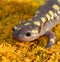 Spotted Salamander