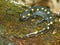 Spotted Salamander (Ambystoma maculatum)