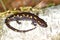 Spotted Salamander (Ambystoma maculatum)