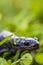 Spotted Salamander Ambystoma maculatum in clover and grass with negative space for copy