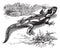 Spotted Salamander or Ambystoma maculatum vintage engraving