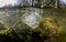 Spotted salamander egg sac underwater