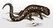 Spotted salamander or yellow-spotted salamander, ambystoma maculatum, endemic to North America