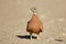 Spotted sandgrouse - Kalahari desert