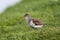 Spotted Sandpiper