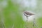 Spotted sandpiper