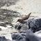 Spotted Sandpiper