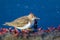 Spotted Sandpiper