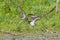 Spotted Sandpiper - Actitis macularius