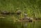 Spotted Sandpiper along a river in Oregon