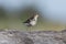 Spotted sandpiper bird