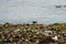 Spotted sandpiper feed on seashore