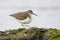Spotted Sandpiper foraging on an algae-covered rock - Florida