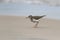 Spotted Sandpiper on a Lake Huron Beach