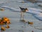 Spotted Sandpiper and Oyster Shells