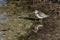 Spotted Sandpiper Reflected - Sanibel Island, Florida