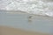 Spotted Sandpiper Running From Surf