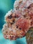 Spotted scorpionfish