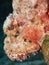 Spotted scorpionfish