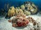 Spotted scorpionfish, Scorpaena plumieri, Bonaire. Caribbean Diving holiday