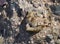 Spotted sea hare in the shallows