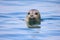 Spotted Seal