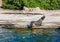 Spotted seal lies on the shore near the water in the aquarium in Valencia, Spain