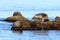 Spotted seals largha seal, Phoca largha laying on rocky island in sea. Seal sanctuary. Calm blue sea, wild marine mammals in nat