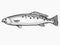 Spotted Seatrout  South Carolina Inshore Fish Cartoon Retro Drawing