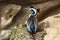 Spotted Shag Endemic to New Zealand