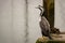 Spotted Shag Sits On Wharf Looking Over The Ocean