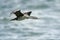 Spotted Shag - Stictocarbo punctatus - parekareka - flying, species of cormorant endemic to New Zealand.