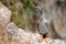 Spotted shag at Taiaroa Head, Otago Peninsula, New Zealand