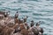 Spotted shags on cliff ledge