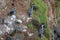 Spotted shags on Taiaroa Head, Otago Peninsula, New Zealand