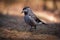 Spotted Siberian Nutcracker  Nucifraga Caryocatactes , Shot With Beautiful Bokeh. Bird Of The Corvidae Family.