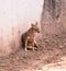 Spotted sitting Hyena Hyaenidae Scavenger in chhatbir zoo, India